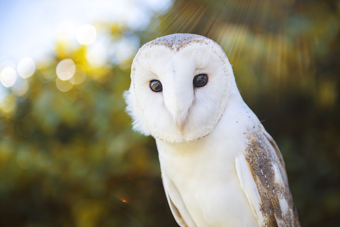 Lauren Bath - Owl Portrait Wildlife Photography. O'Reilly's National Park Gold Coast. Queensland, Australia
