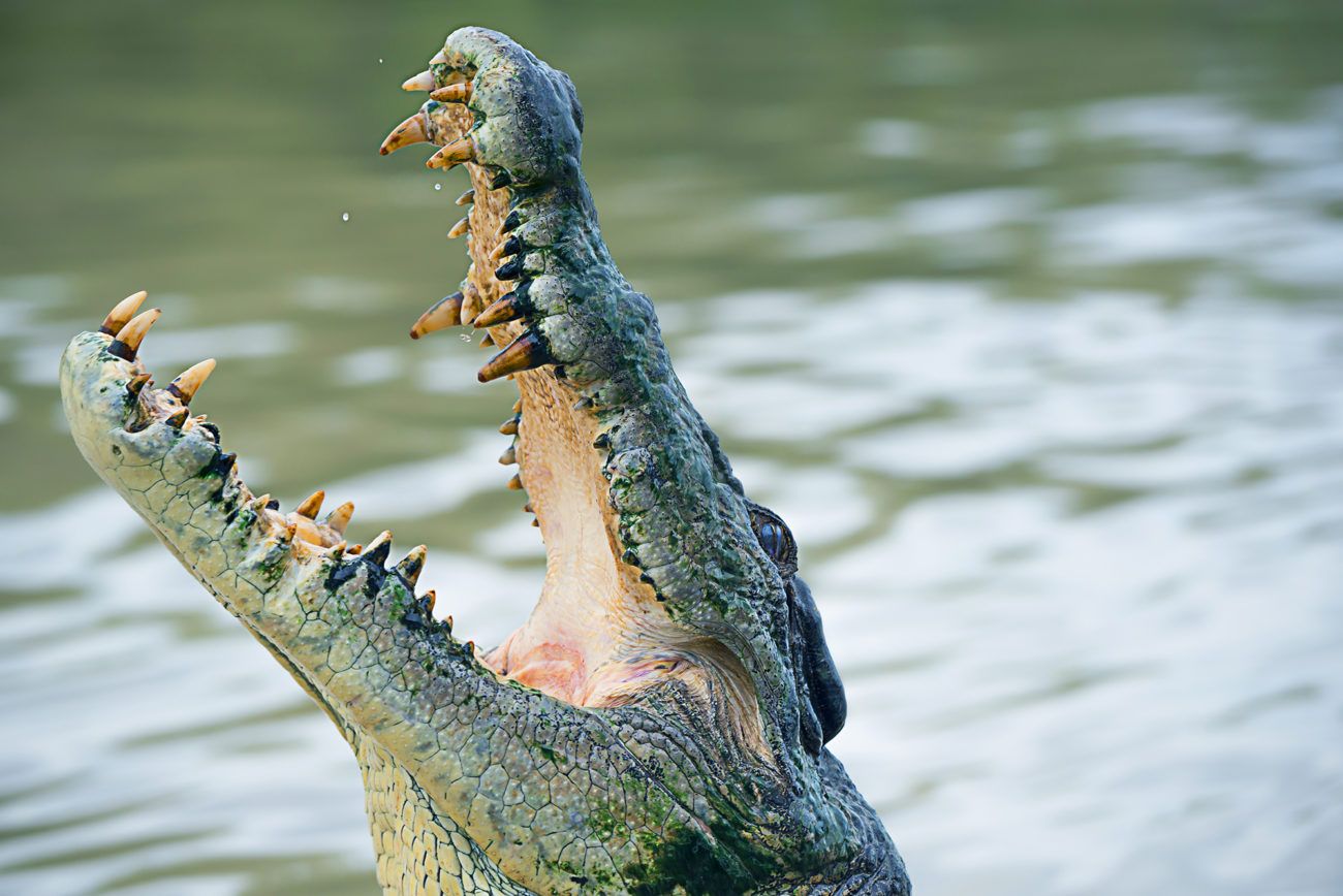 Lauren Bath - Jumping Crocodile Wildlife Photography. Adelaide River Northern Territory, Australia